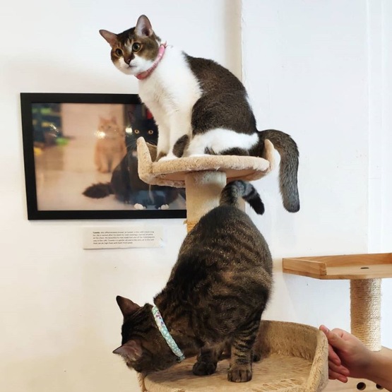 Rescue cats found at The Cat Café, Singapore